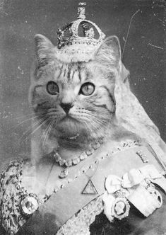 a black and white photo of a cat wearing a tiara