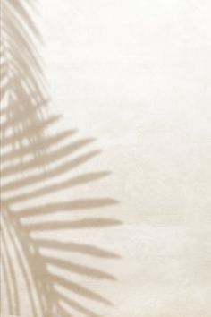 the shadow of a palm tree is cast on a white wall with a light colored background