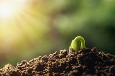 a small green plant sprouting out of the ground with sunlight shining in the background