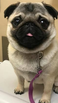 a small pug dog sitting on top of a white toilet with a leash around its neck