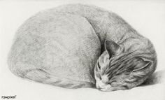 a pencil drawing of a sleeping cat