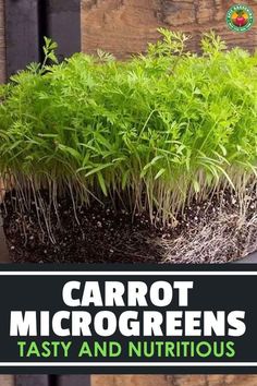 carrot microgreens are growing in the soil