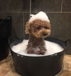 a small dog sitting in a bathtub filled with foam