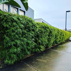 a long row of green bushes next to a parking lot on a rainy day in front of a building