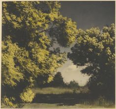 an old photo of trees in the grass