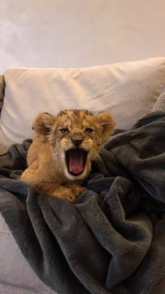 a lion cub yawns while laying on a couch covered by a gray blanket