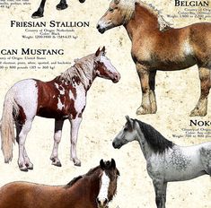 four different types of horses standing next to each other