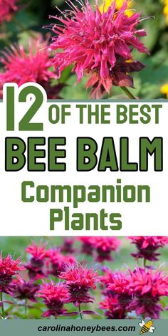 bee balm plant with the words 12 of the best bee balm companion plants