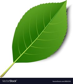 a green leaf on a white background