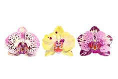 three different types of orchids on a white background