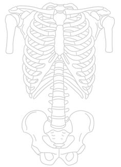 the skeleton is shown in this drawing