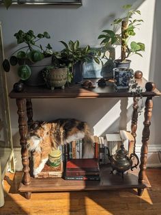 a cat sitting on top of a wooden shelf next to books and plants in a living room