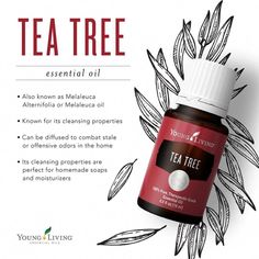 Young Living Tea Tree Essential Oil. Never Opened. 15ml. Tea Tree Essential Oil, Also Known As Melaleuca Or Melaleuca Alternifolia, Is One Of The Most Widely Used And Extensively Researched Essential Oils, Making It A Must-Have For Every Home. Because The Benefits Of Tea Tree Include Cleansing Properties And A Refreshing Scent, This Versatile Oil Can Be Used For Everything From Home Cleaning Solutions To Skin Care. Tea Tree Oil Benefits Hair, Tea Tree Oil Benefits, Tea Tree Oil Uses, Tea Tree Oil Face, Benefits Of Tea, Oil Therapy, Eo Blends, Tiny Bottles, Tea Tree Oil For Acne