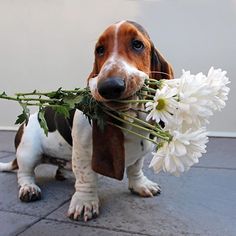 a brown and white dog holding flowers in it's mouth