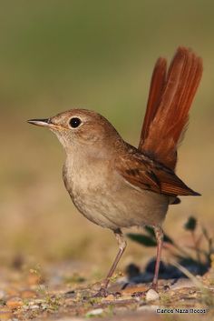 a small brown bird standing on the ground