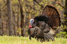 a couple of turkeys that are standing in the grass with trees in the background