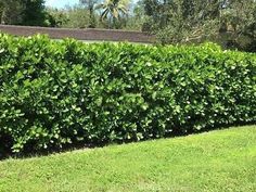 a hedge is shown in the middle of a grassy area with trees and bushes behind it