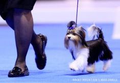 a small dog is being walked by its owner