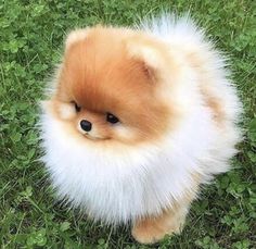 a small brown and white dog sitting in the grass