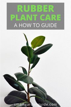 a potted plant with the words rubber plant care how to guide in front of it