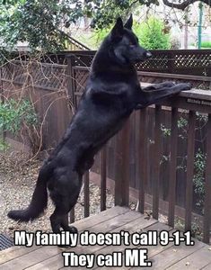 a large black dog standing on its hind legs