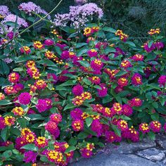 purple and yellow flowers are growing on the rocks in front of some bushes with green leaves