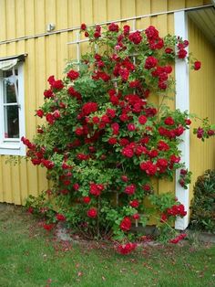 red roses growing on the side of a yellow building with green grass and flowers around it