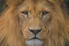 a close up of a lion's face with blue eyes and long manes