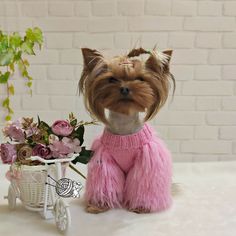 a small dog wearing a pink sweater and sitting next to a basket with flowers in it