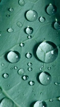 drops of water on a green leaf