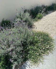 some purple and white flowers next to a cement wall with gravel on the ground near it