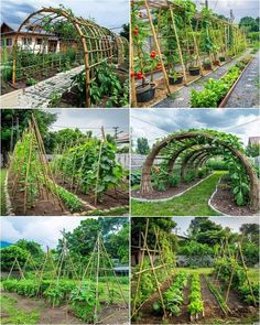 various stages of growing vegetables in an outdoor garden with trelliss and arbors