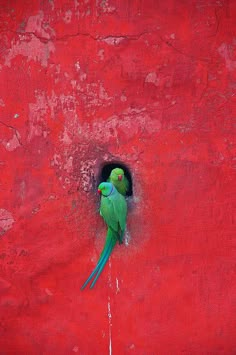 a green bird sitting on the side of a red wall with a hole in it