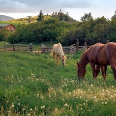 two horses graze on grass in a fenced - in area with flowers and trees