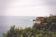 the ocean is calm and blue with some red flowers growing on the rocks in front of it