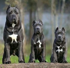 three black and white pitbull puppies sitting on a log