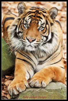 a tiger laying on top of a rock next to leaves and rocks in the woods