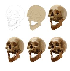 four different views of the same human skull