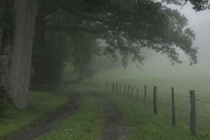 a foggy country road in the middle of a field with trees on either side