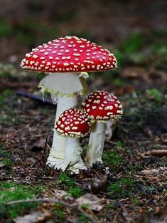 two red and white mushrooms sitting on the ground