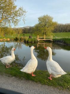 three white ducks standing in front of a pond