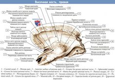 the structure of an animal's skull is shown in this diagram, with labels