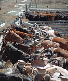 a herd of horses standing next to each other