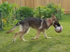 a german shepherd dog carrying a ball in its mouth while standing on the grass outside