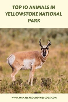 an antelope standing in the grass with text overlay that reads top 10 animals in yellowstone national park