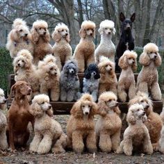 a group of poodles sitting on top of a bench