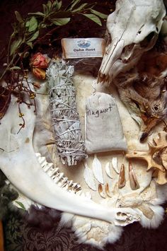 Bone Witch, Witch Altar, Skull And Bones, Samhain