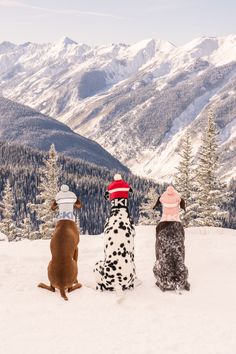 three dogs sitting in the snow with mountains in the background