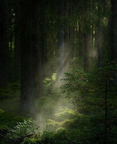 sunbeams shine through the trees in a forest with green grass and ferns on the ground