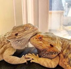 two large lizards sitting on top of each other